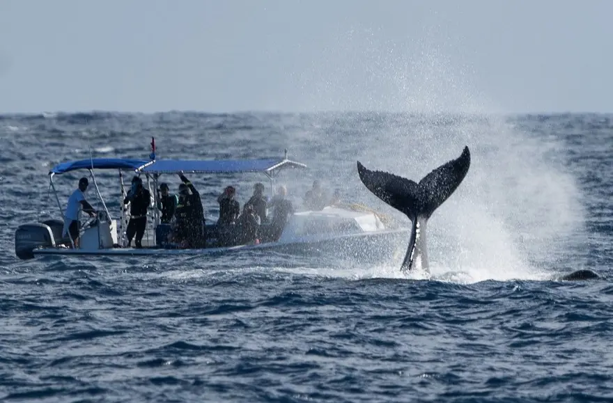 Kambur balinanın rekor kıran rotası: 13 bin kilometrelik yolculuk! 