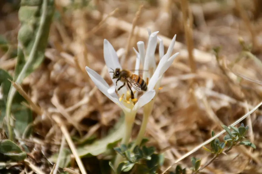 Havalar soğudu, yılın son çiçekleri açtı: Yaylayı terk ediyorlar Havalar soğudu, yılın son çiçekleri açtı: Yaylayı terk ediyorlar