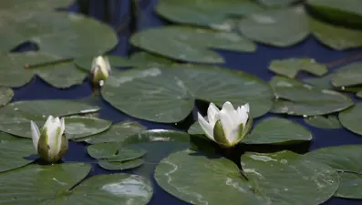 Kızılırmak'ta bahar: Lotuslar çiçek açtı