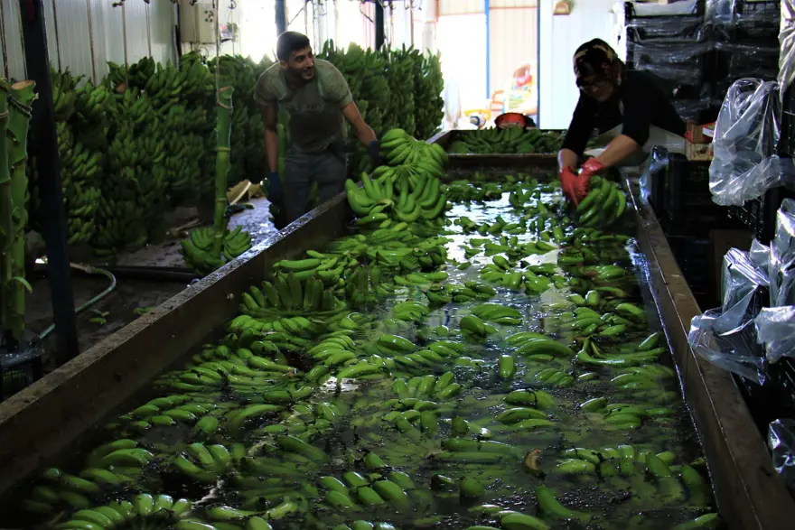 Muz üreticide 3 lira markette 12 lira 8