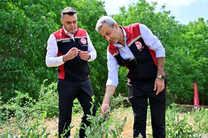 2021 yılında dikilmişti, ilk meyvelerini verdi 3 2021 yılında dikilmişti, ilk meyvelerini verdi 3