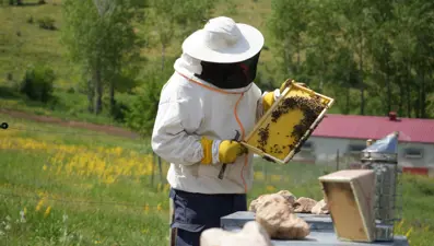 Bin 850 rakımlı yaylada üretiyor: Kilosu bin 500 lirayı buluyor