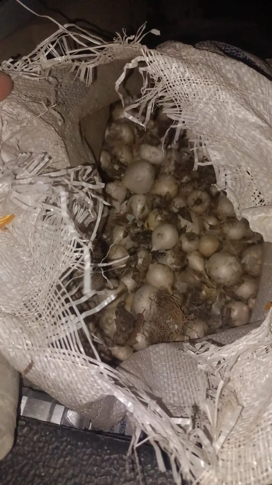 Doğada kendiliğinden yetişiyor: Tek tek topladı, 557 bin lira ceza kesildi Doğada kendiliğinden yetişiyor: Tek tek topladı, 557 bin lira ceza kesildi