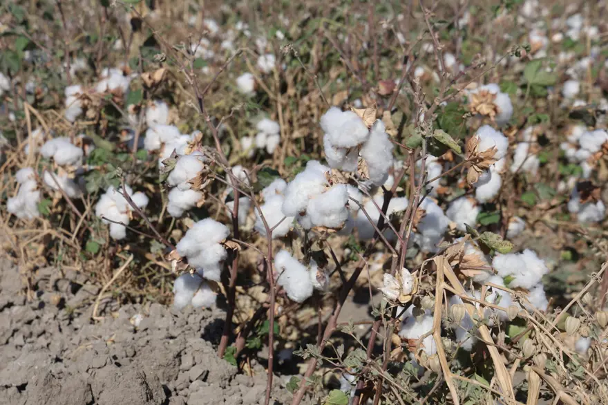 "Beyaz altın" da deniliyor: Bu yıl 140 bin ton rekolte bekleniyor 3 "Beyaz altın" da deniliyor: Bu yıl 140 bin ton rekolte bekleniyor 3