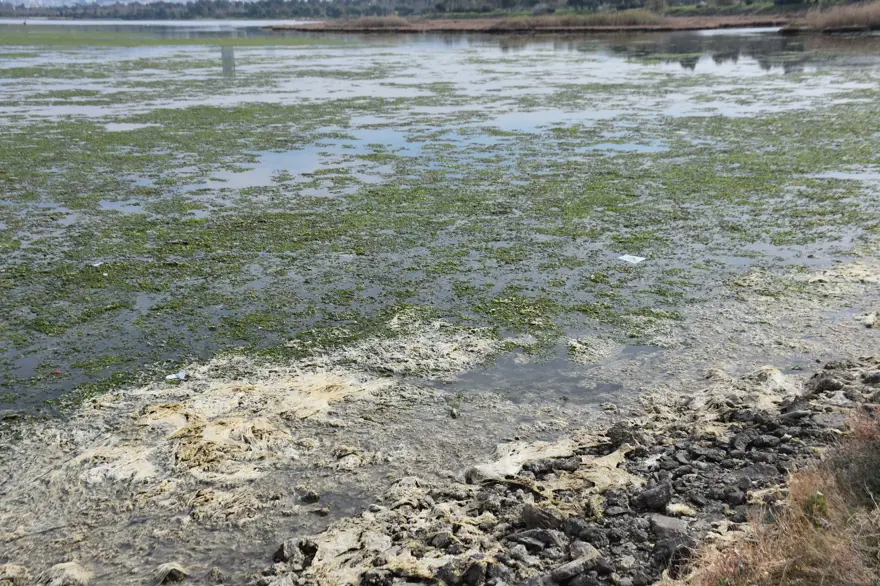 Çakalburnu Lagünü için kritik deniz marulu uyarısı: Son 2 yıldır marullar hiç kalkmadı 14 Çakalburnu Lagünü için kritik deniz marulu uyarısı: Son 2 yıldır marullar hiç kalkmadı 14