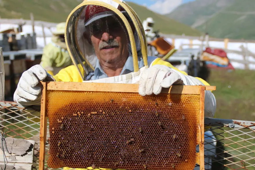 Anzer balında küçükbaş tehdidi 10