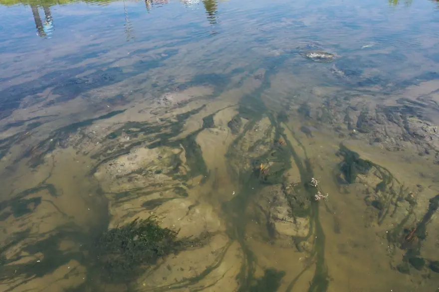 Tunca Nehri'nin dibi göründü Tunca Nehri'nin dibi göründü