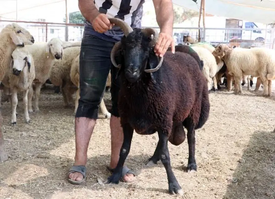 4 boynuzlu koç alıcısını bekliyor 