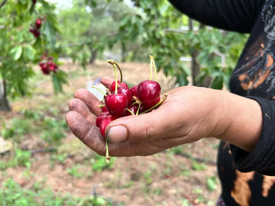 Bahçede 100 liradan alıcı buluyor: Hasat vakti geldi 3