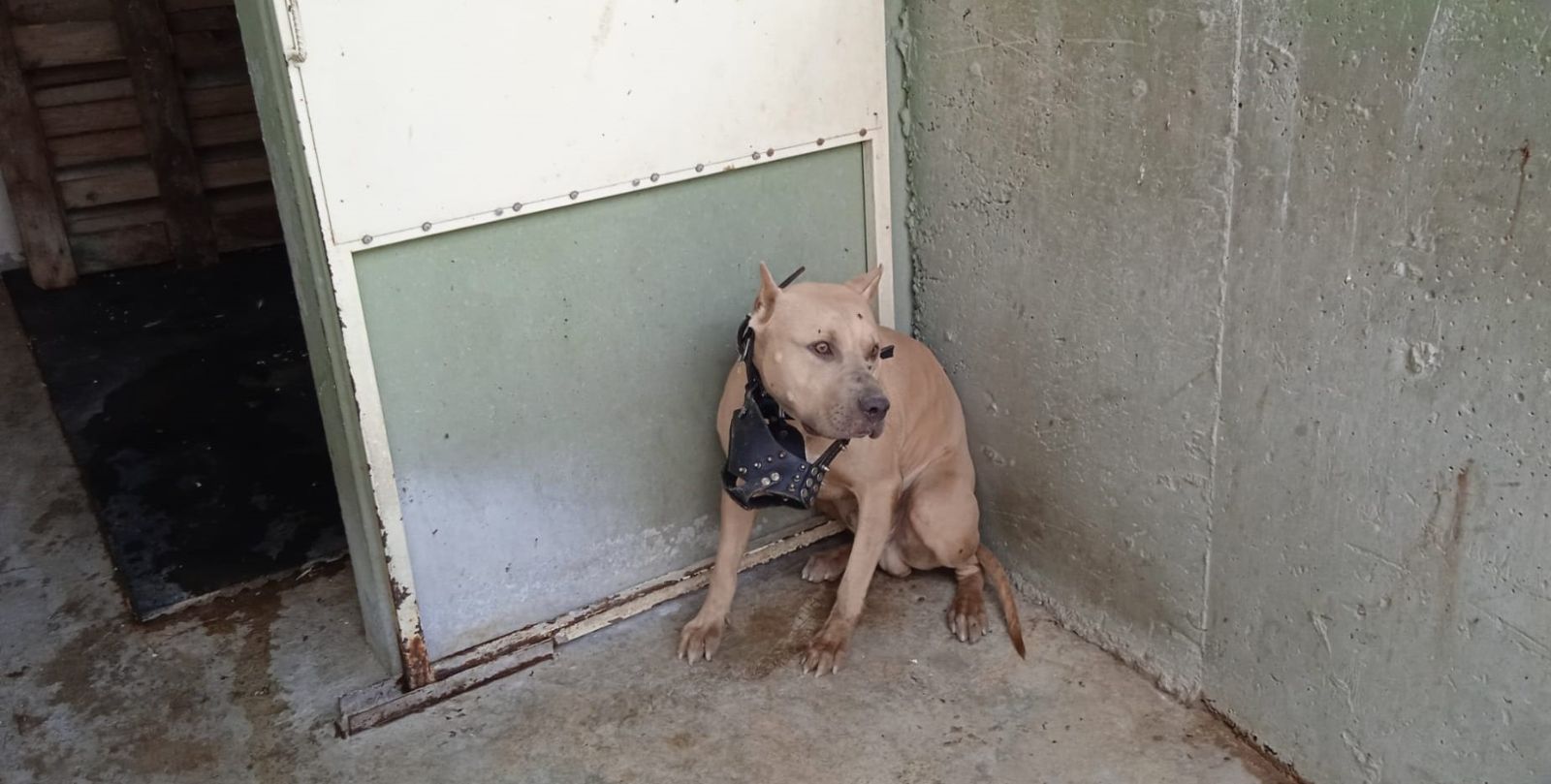 Pitbull cinsi köpeğin saldırısına uğrayan çocuk yaralandı
