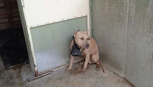 Pitbull cinsi köpeğin saldırısına uğrayan çocuk yaralandı Pitbull cinsi köpeğin saldırısına uğrayan çocuk yaralandı