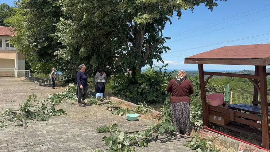 Çok faydası var, hasadı başladı: Bu yıl kilosu 2 bin 500 ila 3 bin lira arasında 5