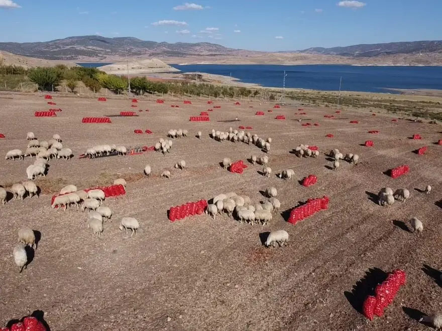 Tarlada fiyatı 8 lira: Hasadı başladı 1 Tarlada fiyatı 8 lira: Hasadı başladı 1