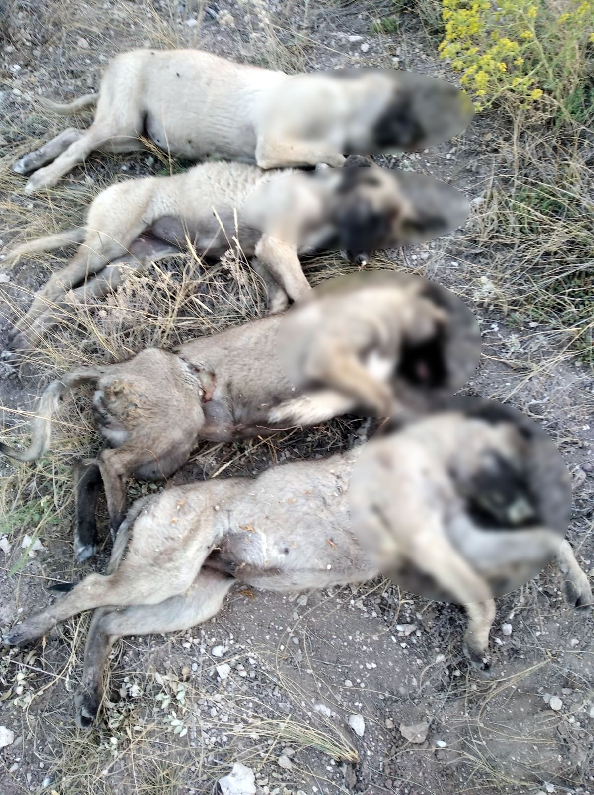 Zehirli yiyecek verildiği öne sürülen 5 sokak köpeği ölü bulundu