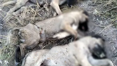 Zehirli yiyecek verildiği öne sürülen 5 sokak köpeği ölü bulundu