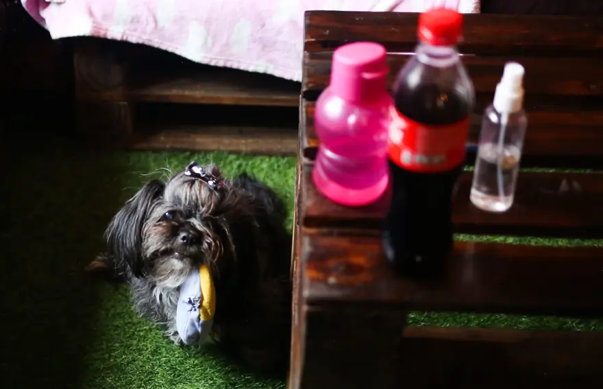 Dünyanın ilk köpek restoranı Bolivya'da açıldı 11