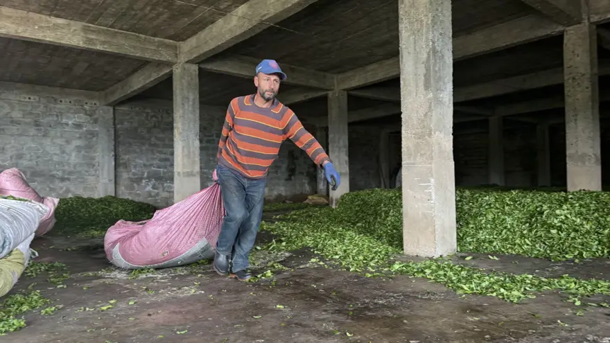 Trabzon Uluağaç Mahallesi'nde kadınlar 26 yıldır yük taşımıyor 14