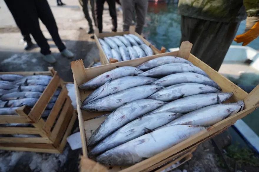 Balıkçıların tezgahları palamut ile doldu 1