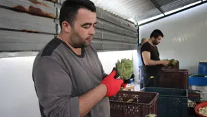 'Enginar soyma ekibi' kurdular: Aylık 30 bin TL kazanıyorlar