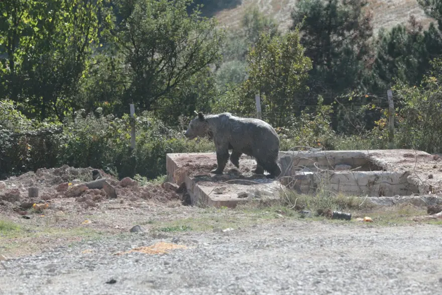 Bolu’da kuyuya düşen ayı 13 saat sonra kurtuldu 12