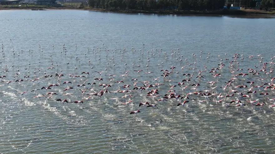 Flamingoların muhteşem kış dansı 7