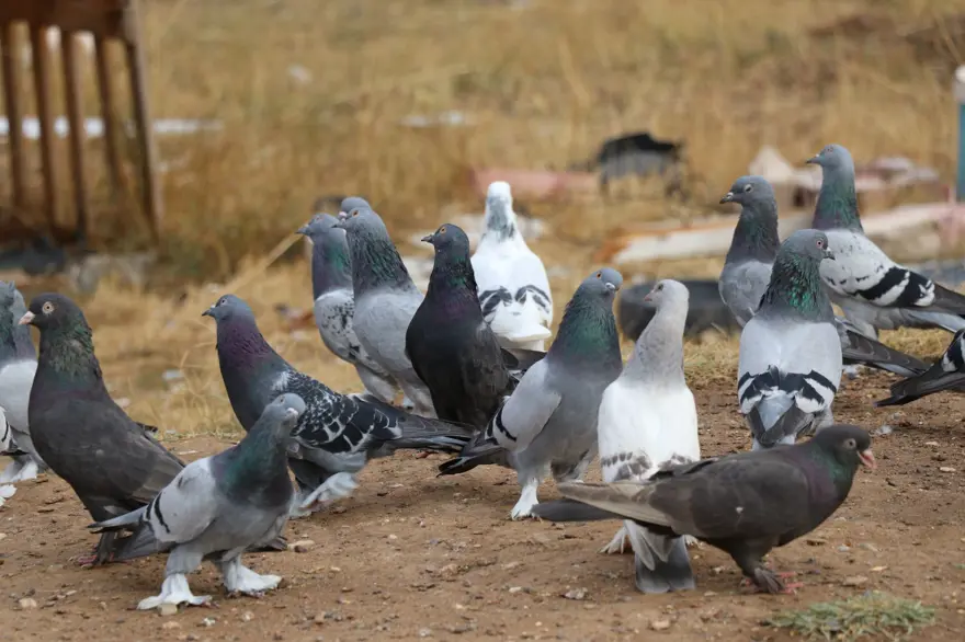 Değeri yarım milyondan fazla: Yurt dışından bile talep görüyor 4