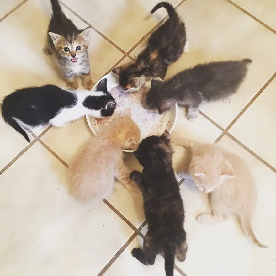 Hayatını kedileri kurtarmaya adadı 221