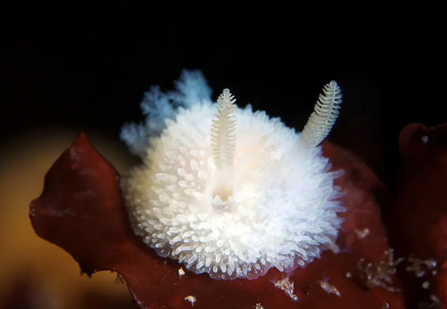 Beyaz Deniz'in harikaları 7