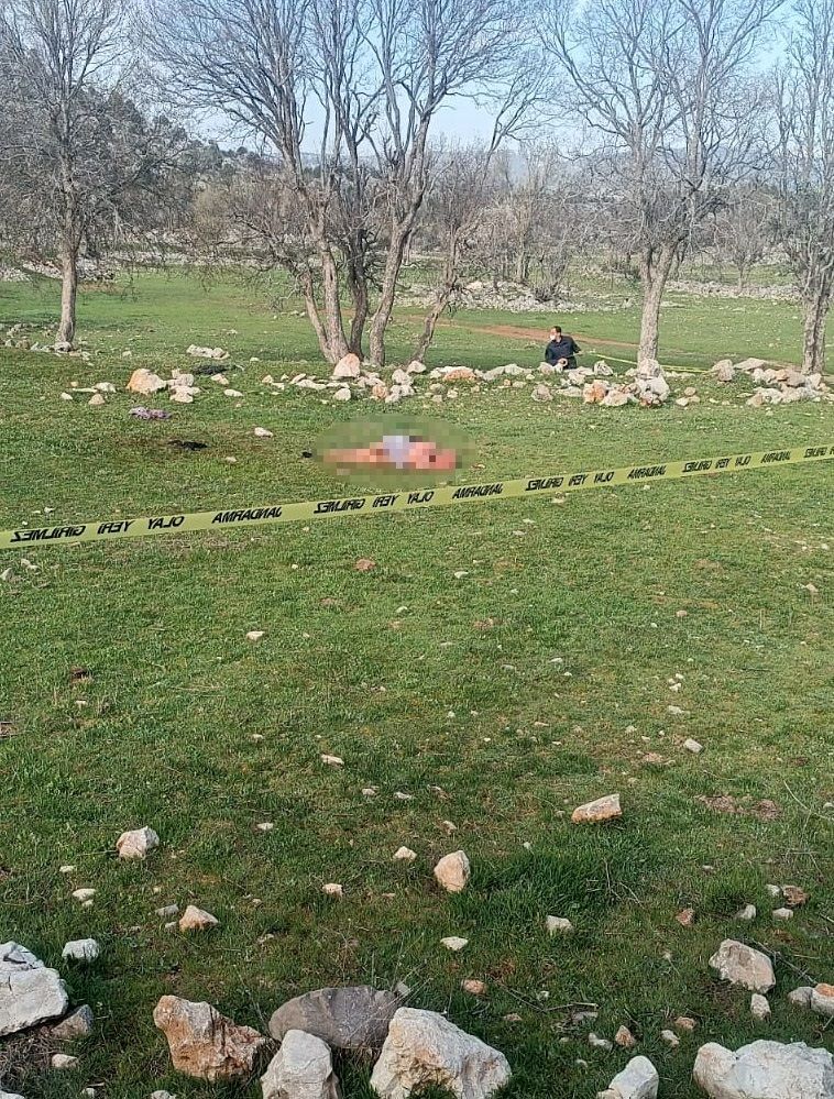 Çoban köpekleri yaşlı kadını öldürdü