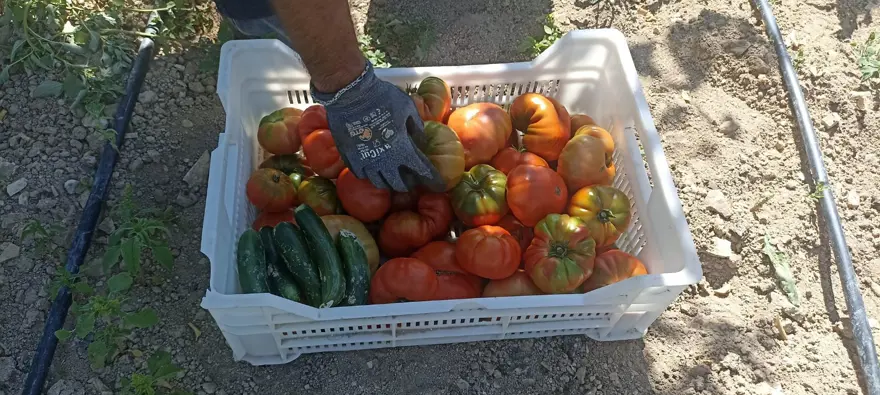Kayısı meyve vermeyince domates ekti: Hasat etmeye başladı 1 Kayısı meyve vermeyince domates ekti: Hasat etmeye başladı 1