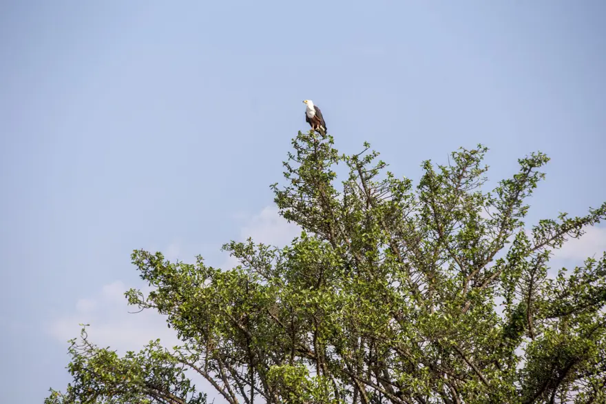 Afrika'nın fil cenneti: Chobe Ulusal Parkı 15