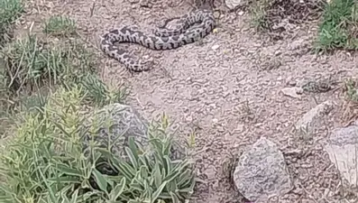 Bir ilçede engerek yılanı paniği