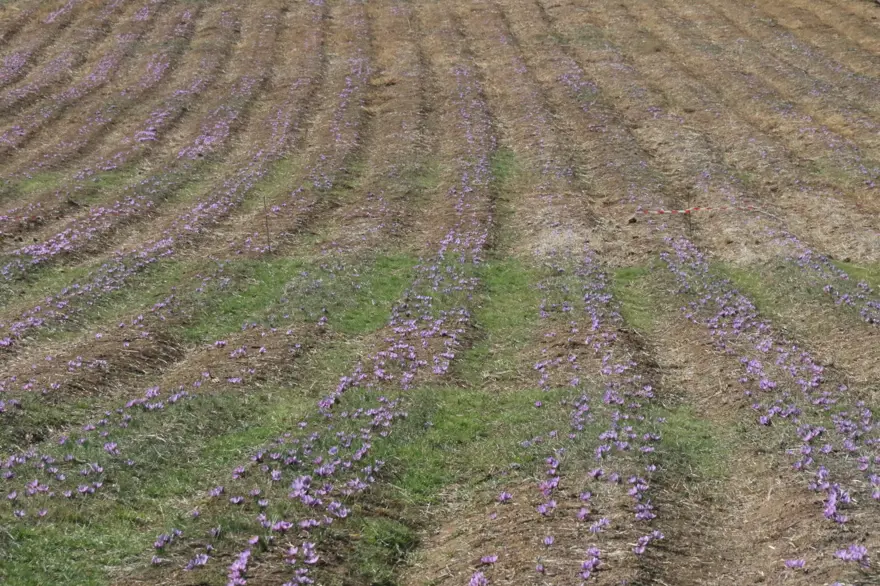 Kilosu 250 bin liradan başlıyor! Kanserden kalp hastalıklarına kadar derman olmadığı dert yok: Köylüler tek tek elleriyle topluyor 4