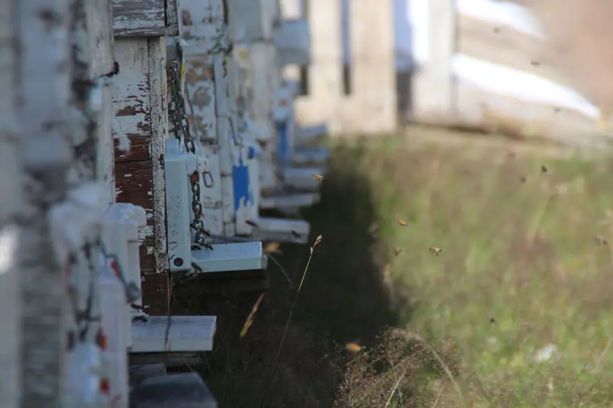 Anzer balında küçükbaş tehdidi 1