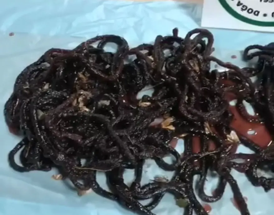 Yasa dışı gece kelebeği avına 380 bin TL ceza 2