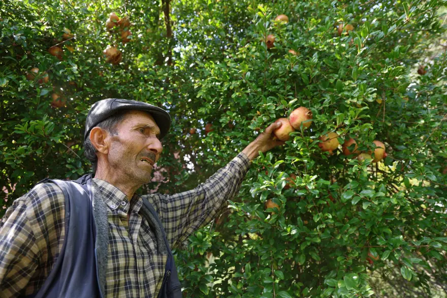 Geçen yıl 20 TL'ydi, bu yıl 80 TL: 900 rakımda yetişiyor 4