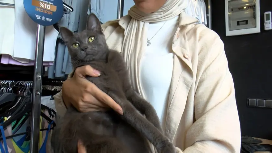 Bağcılar'da kedi, Sibirya kurduna saldırdı 10