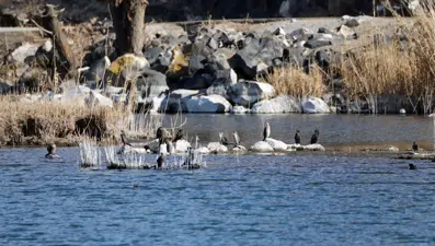 Yaban hayatının Doğu'daki 'flora zengini evi': Ağrı Dağı Milli Parkı