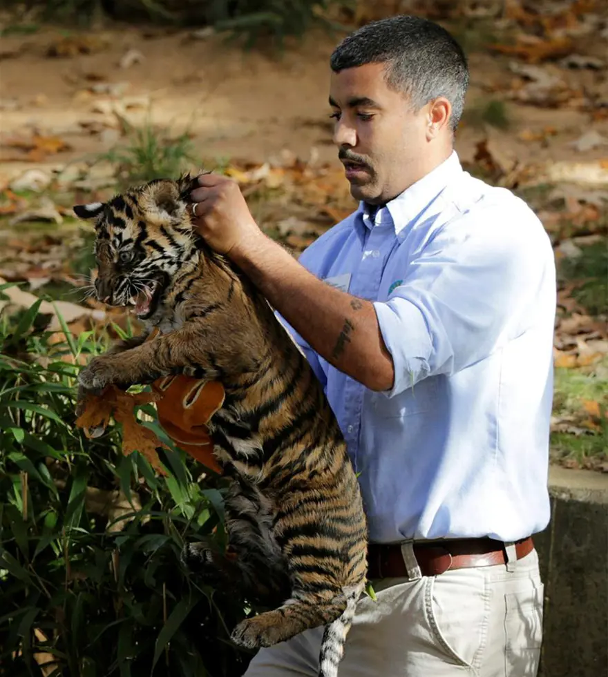 Sumatra kaplanları suya girdi 1