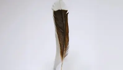 Altından daha değerli: Dünyanın en pahalı tüyü satıldı