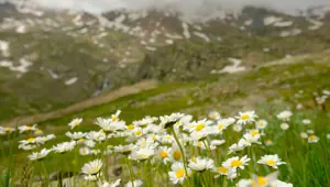 Gümüşhane'nin Artabel Gölleri'nden nefes kesen manzaralar: Osmanlı-Rus Harbi'nden kalma tarihi kalıntılar da var