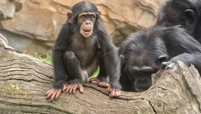 HIV/AIDS'e karşı önemli adım: Japonya'da geliştirilen aşı maymunlardaki hastalığı tamamen önledi