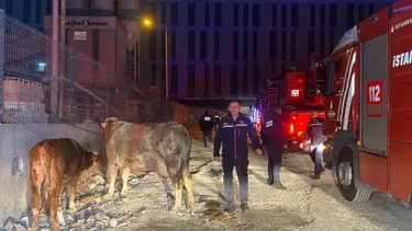 Esenyurt’ta kurbanlıkların bulunduğu ahırda yangın