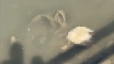 Yeşilırmak'ta balıkların ardından şimdi de kaz ölümleri görüldü