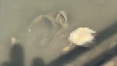 Yeşilırmak'ta balıkların ardından şimdi de kaz ölümleri görüldü