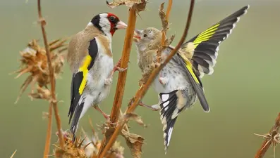 Kızılırmak Deltası Kuş Cenneti'ne yaz döneminde 50 binden fazla ziyaretçi