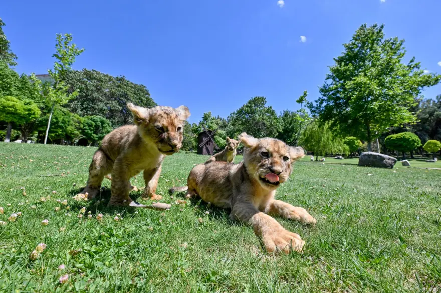 Erdoğan'ın aslanlarına isim aranıyor: Anketle belirlenecek 8