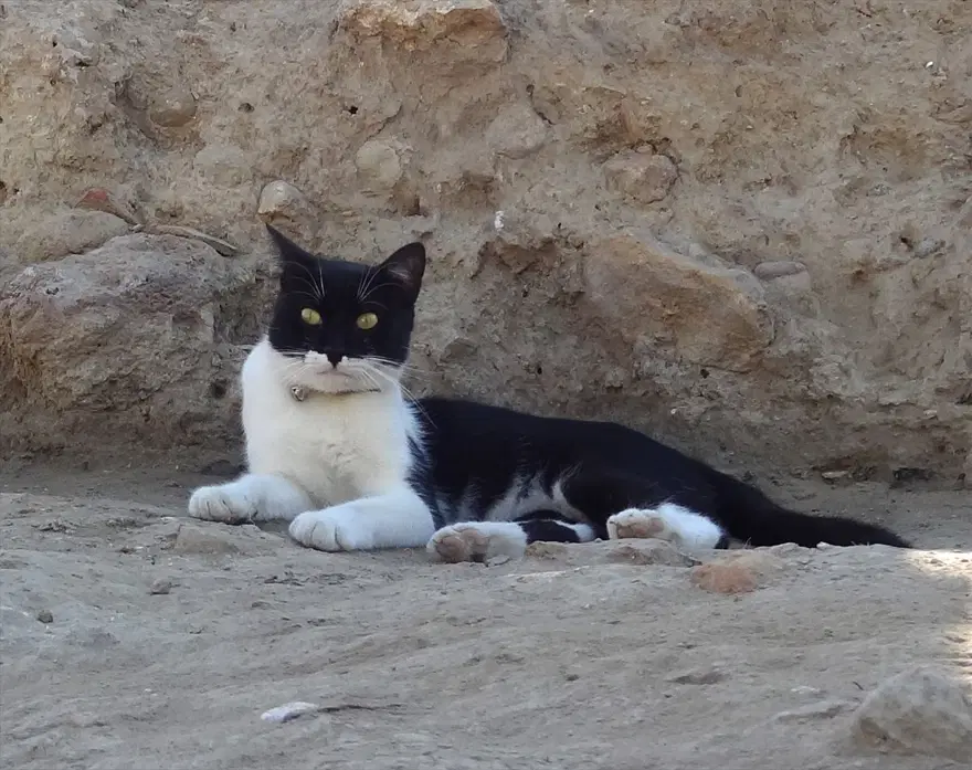 Kazı alanından çıkartılıp hayata döndürülen kedi: Mokali 4