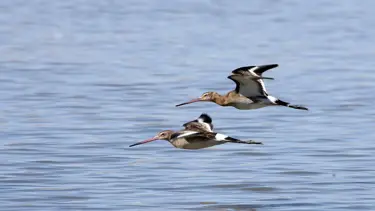 Van Gölü ve Muş Ovası, sulak alanlarıyla göçmen kuşlara yuva oluyor