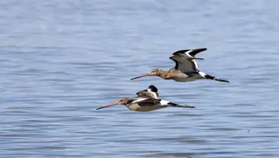 Van Gölü ve Muş Ovası, sulak alanlarıyla göçmen kuşlara yuva oluyor